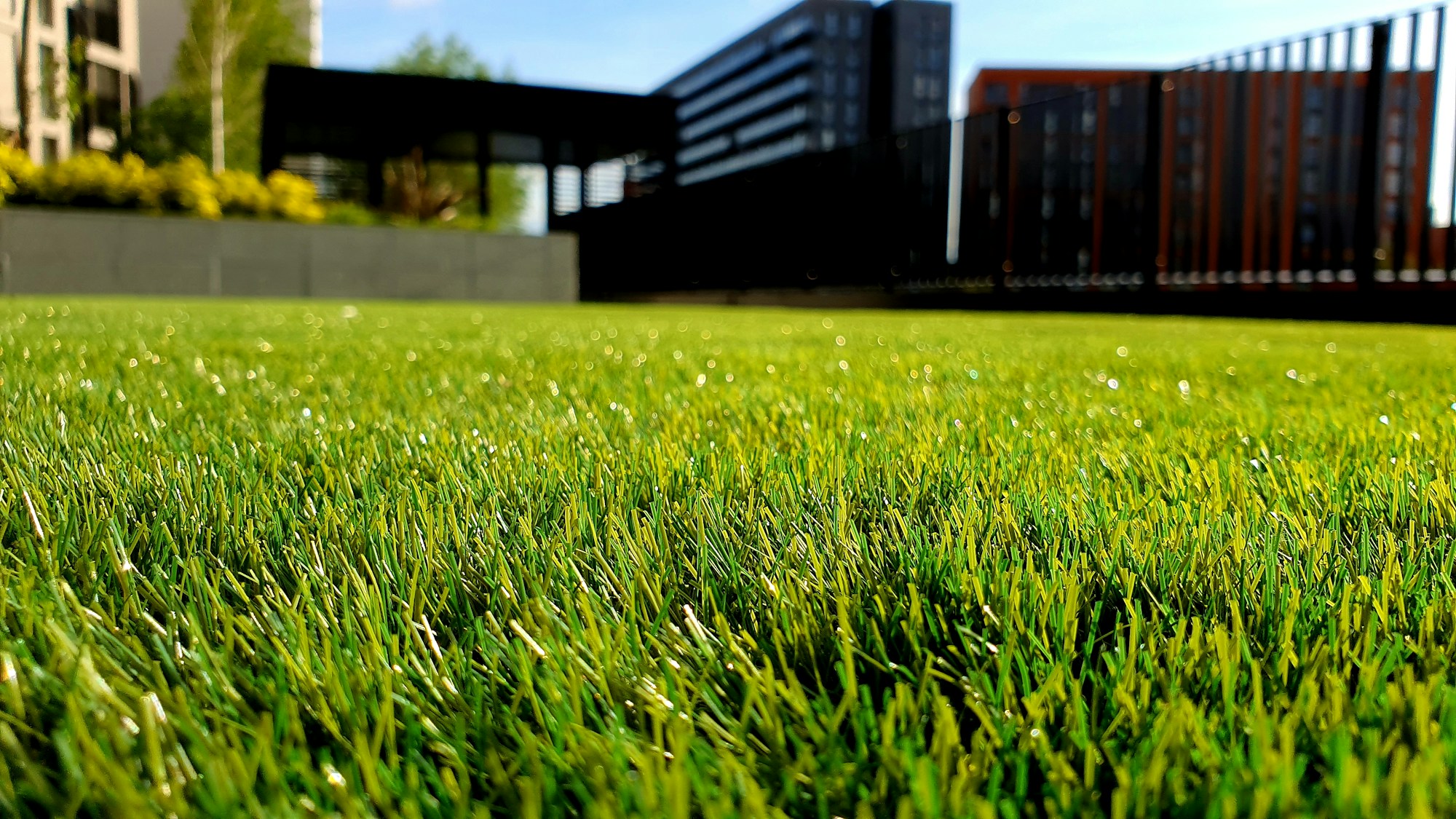 Sunlight over a lush residential lawn and garden